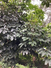 Sterculia monosperma