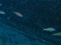 Parupeneus chrysopleuron