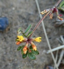 Acmispon micranthus