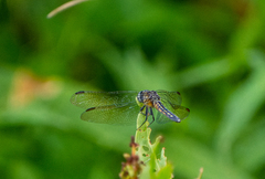 Pachydiplax longipennis