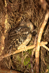 Otus rutilus rutilus