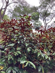 Excoecaria cochinchinensis