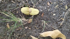 Terminalia calamansanai