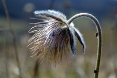 Pulsatilla