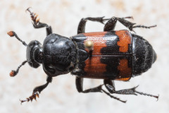 Nicrophorus hybridus