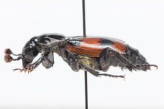 Nicrophorus hybridus