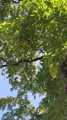 Terminalia calamansanai