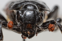 Nicrophorus hybridus