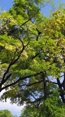 Terminalia calamansanai