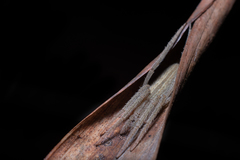 Eustala fuscovittata