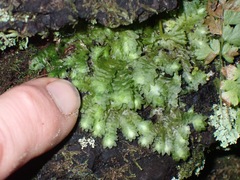 Lepidoziaceae
