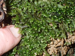 Lepidoziaceae