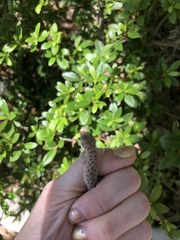 Hemidactylus parvimaculatus