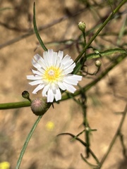 Malacothrix saxatilis tenuifolia