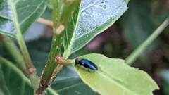 Agrilinae