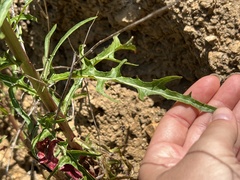 Malacothrix saxatilis tenuifolia