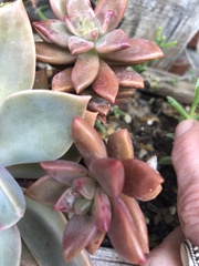 × Graptosedum