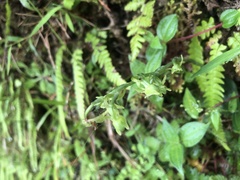 Platanthera stenoglossa