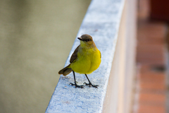 Machetornis rixosa