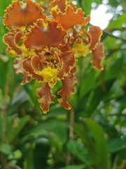 Cyrtochilum serratum
