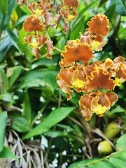 Cyrtochilum serratum