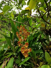 Cyrtochilum serratum