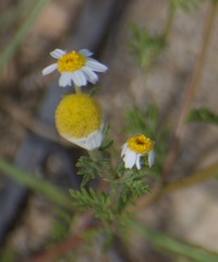 Anthemis ruthenica