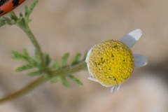 Anthemis ruthenica