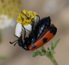 Mylabris quadripunctata