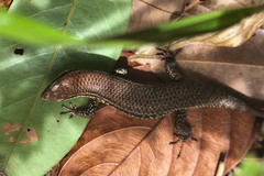 Eutropis macularia