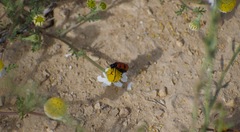 Anthemis ruthenica