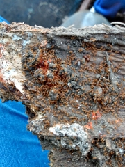 Wasmannia auropunctata