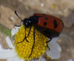Mylabris quadripunctata