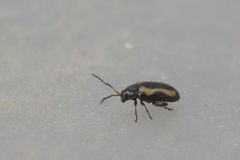 Phyllotreta zimmermanni