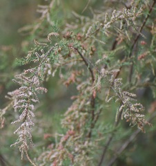 Tamarix nilotica