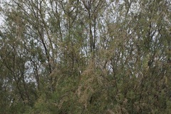 Tamarix nilotica