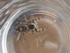 Araneae