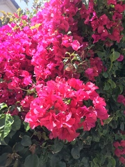 Bougainvillea