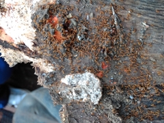 Wasmannia auropunctata