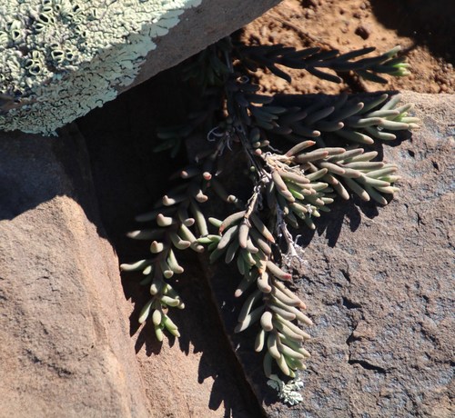 Image of Gross Dropfig (Mesembryanthemum grossum) by (c) Tony Rebelo, some rights reserved (CC BY-SA)