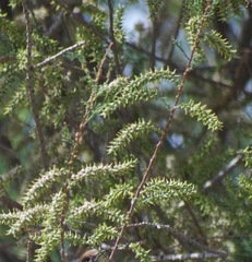 Tamarix tetragyna