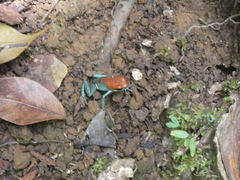 Oophaga granulifera