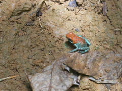 Oophaga granulifera