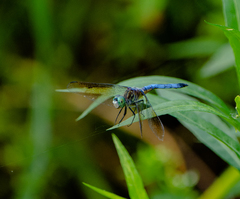 Pachydiplax longipennis