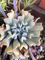 Echeveria runyonii