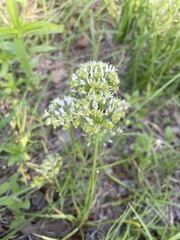 Allium fraseri