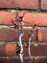Echeveria runyonii