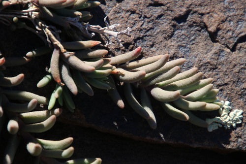 Mesembryanthemum grossum 4