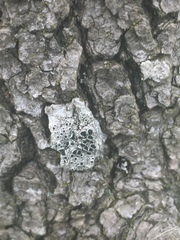 Lecanora circumborealis