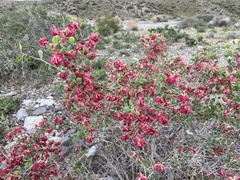Atraphaxis pyrifolia